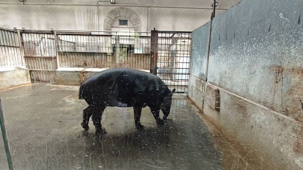 北京动物园貘馆图片
