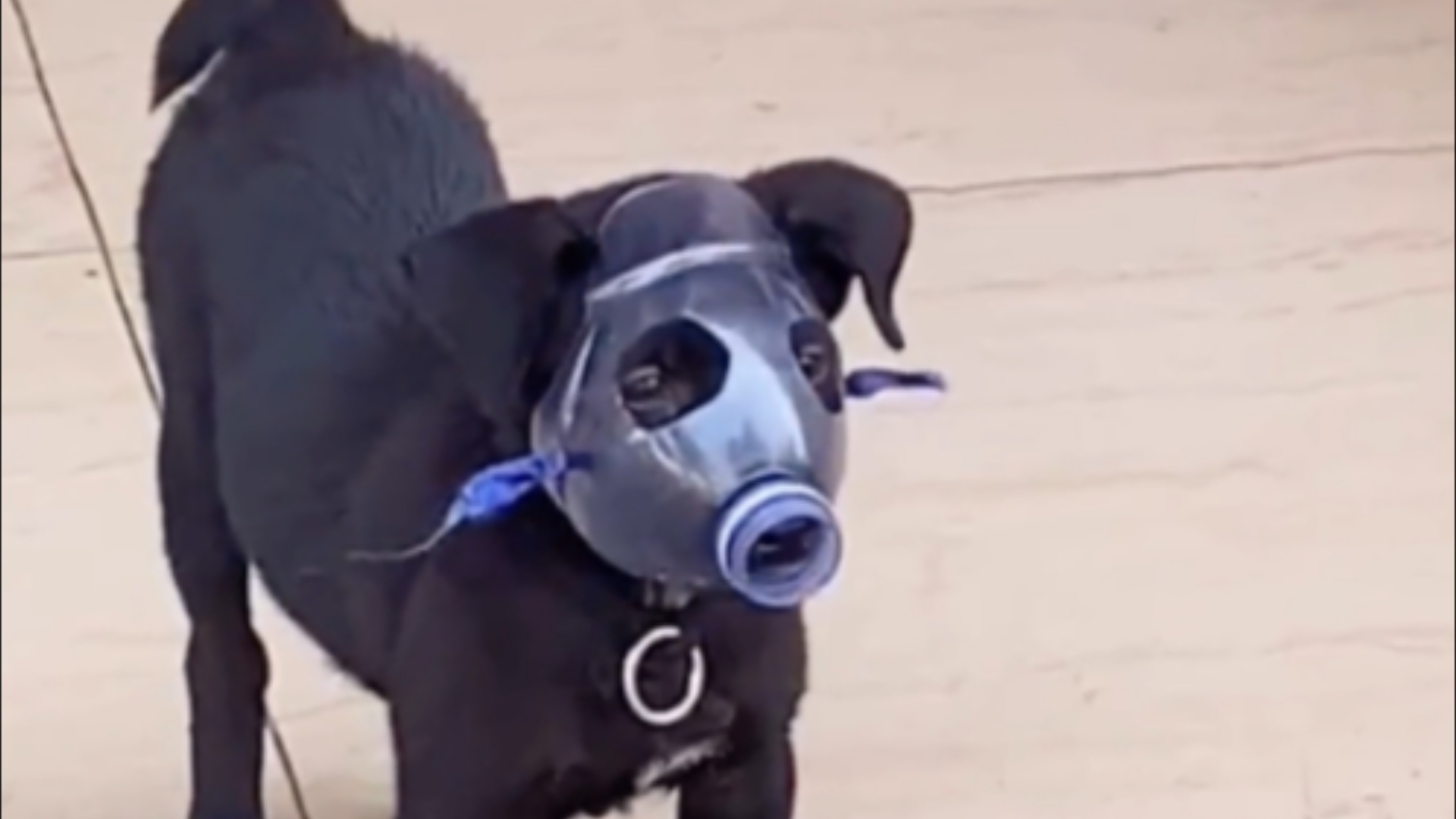 狗子带上面具,气质瞬间爆棚!