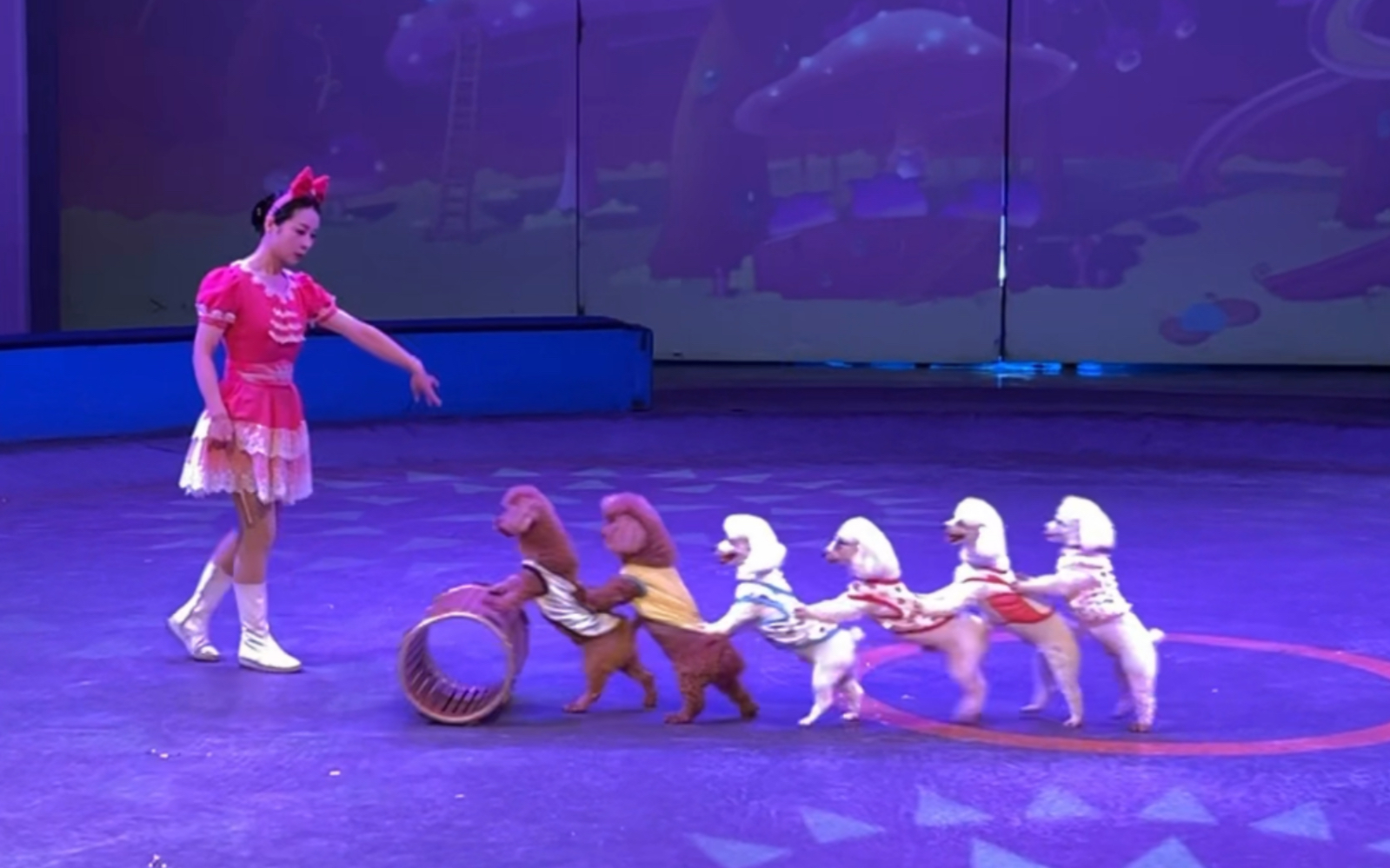 上海马戏城《欢乐马戏》可爱的小狗