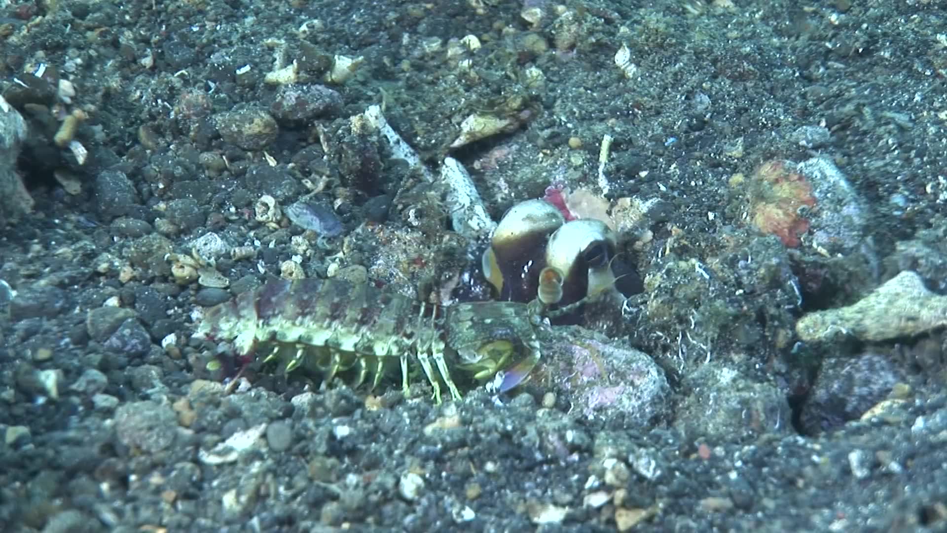 虾蛄捕食图片