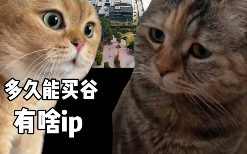 动漫城官方用猫meme回答后台私信be like:哔哩哔哩bilibili