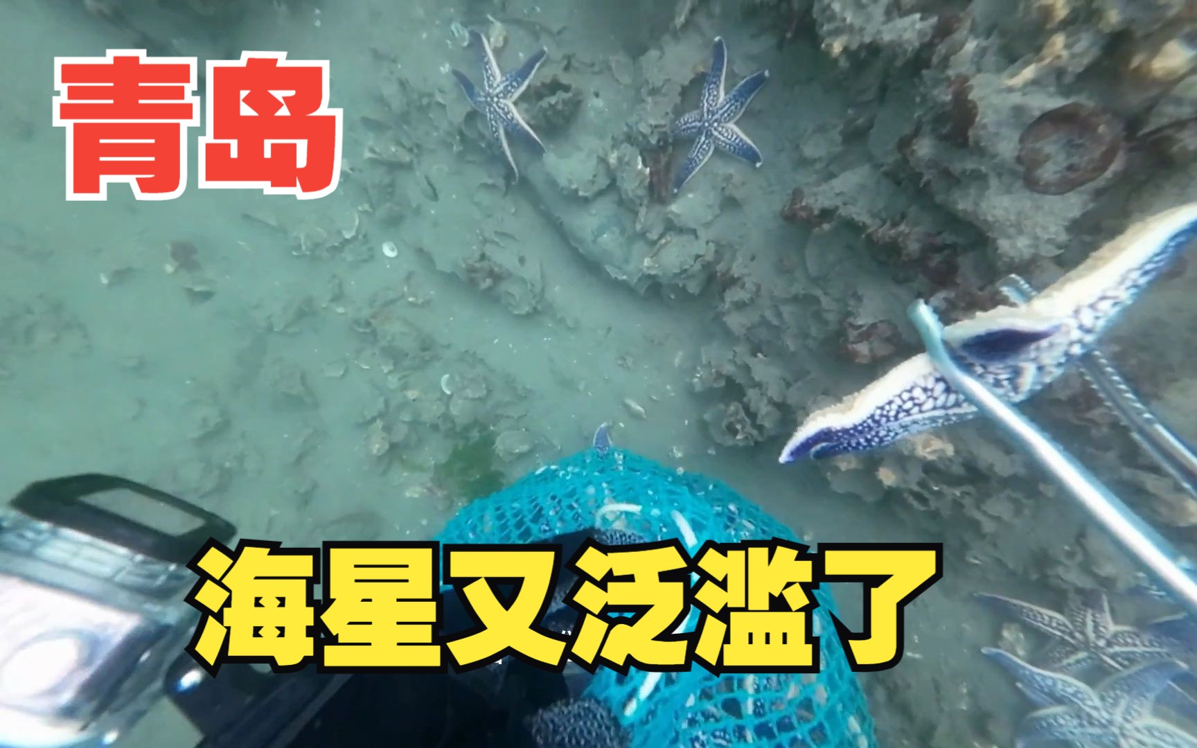 青岛海星又泛滥了,安子一会抓满兜了,最后只能抓点螃蟹了