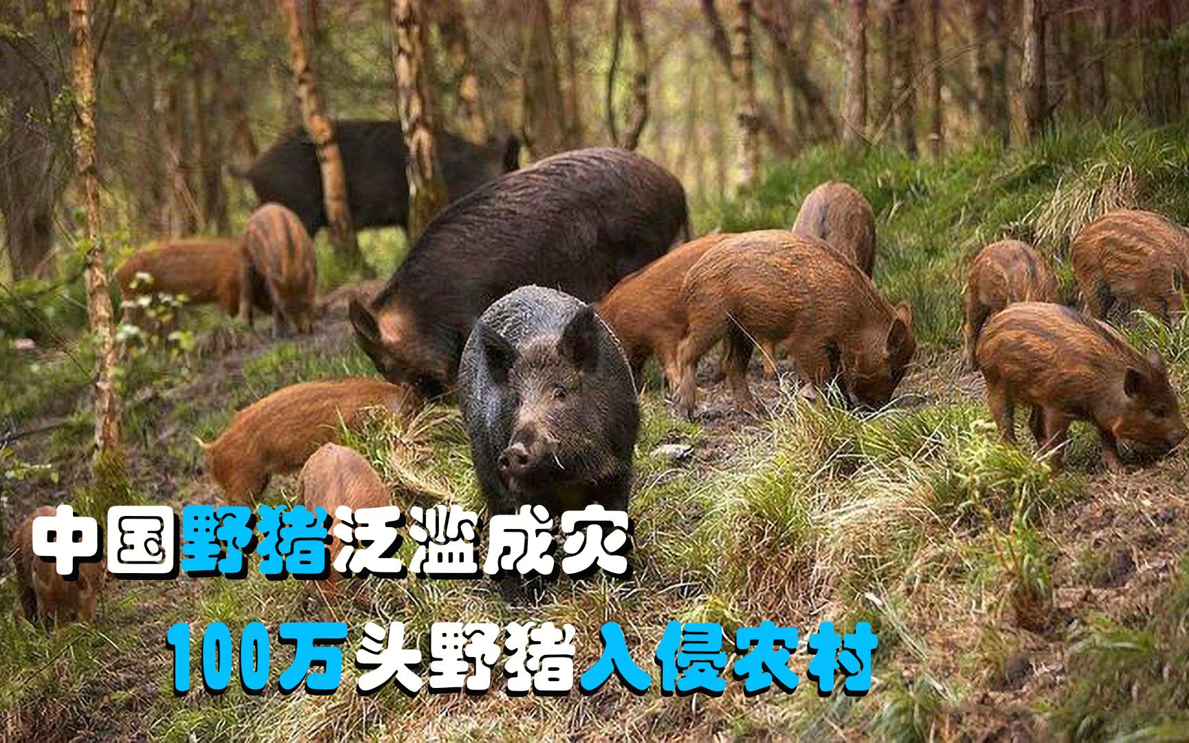 中国野猪局部泛滥成灾,100万头野猪入侵农村,猎人也不是它们对手哔哩哔哩bilibili