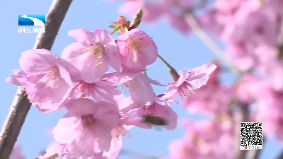 [图]春有百花正绽放，不负春光赏花去