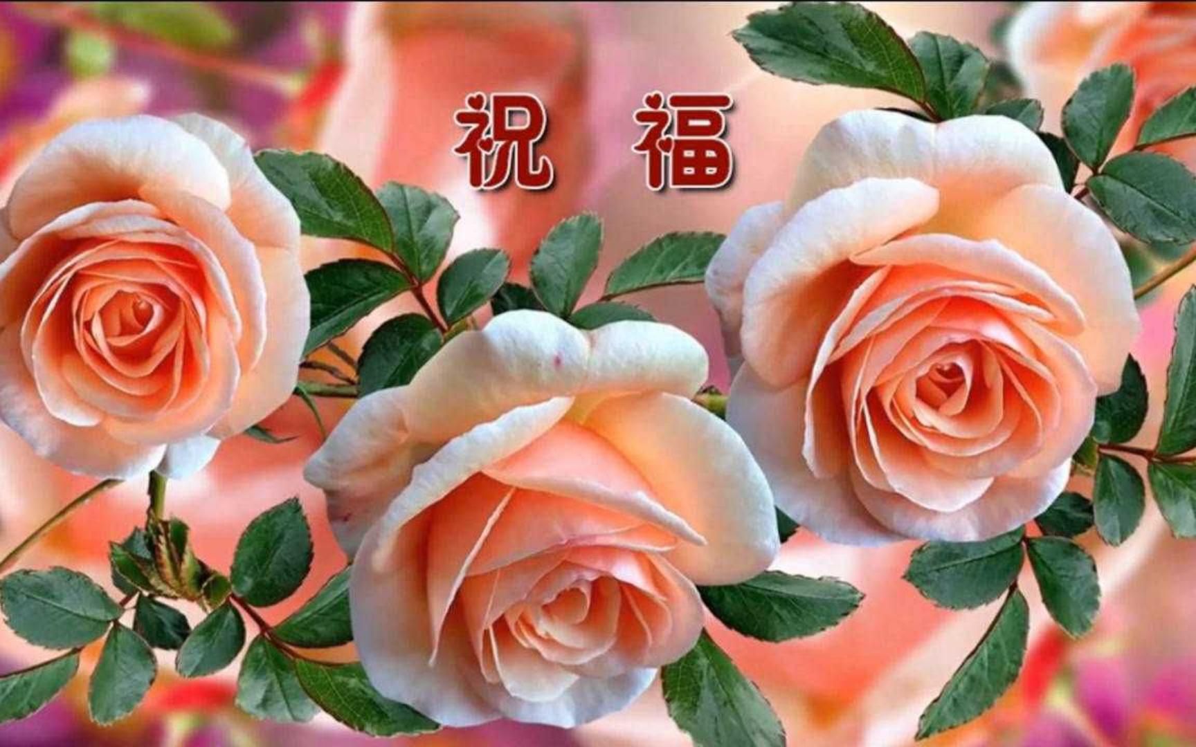 [图]一首《祝福》送给最牵挂的人！