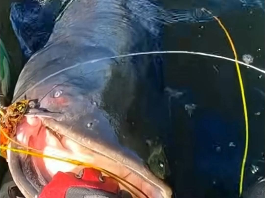 "巨无霸河中霸主!震撼视觉的超大鲶鱼9598"