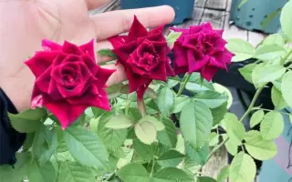 黑切花 搜索结果 哔哩哔哩 Bilibili