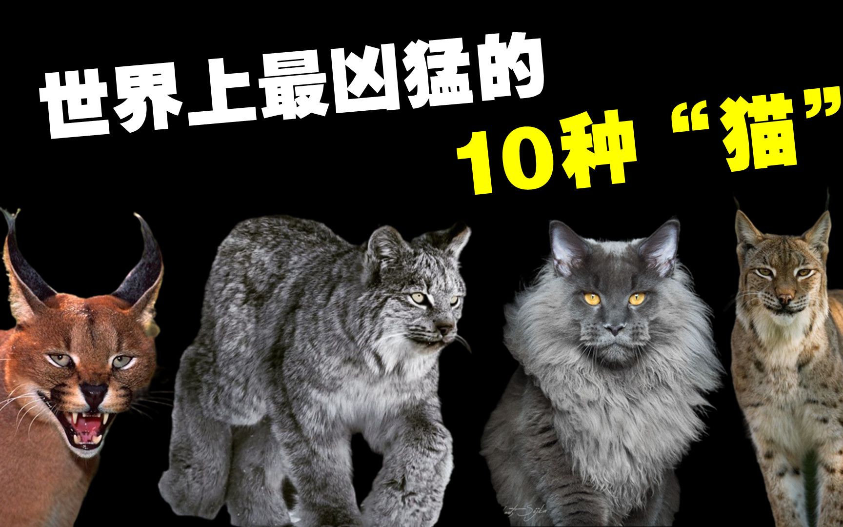 世界上最凶猛的10大野猫,猞猁的凶猛程度远超我们的认知!