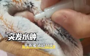 下载视频: 弃养蜜袋鼯手养，突发腹部水肿，出袋第十一天的弟弟要一起加油