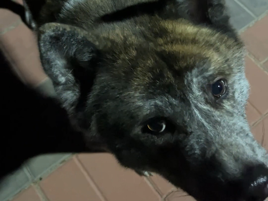 哈哈哈又偶遇了虎斑秋田犬屁桃!