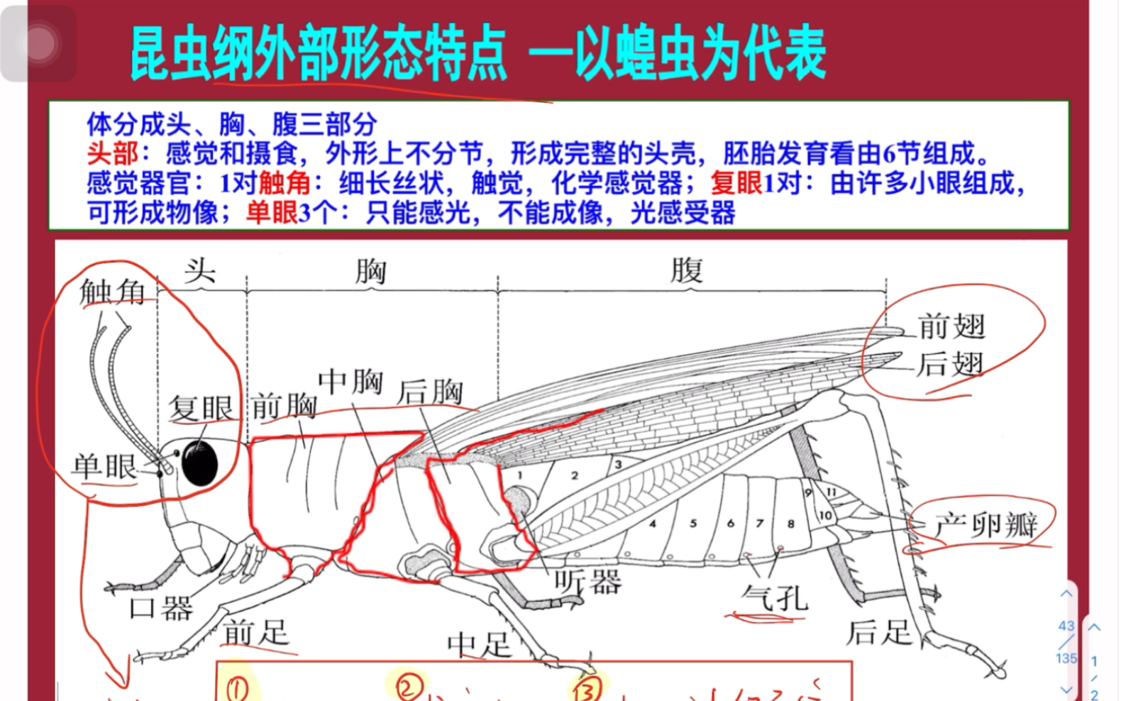 [图]《普通动物学》9节肢动物门-昆虫纲宝塔记忆法初见！