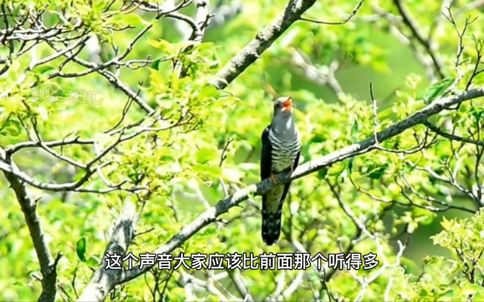 6种杜鹃鸟叫声,相信大部分人都听过,今天带你们去看看本尊哔哩哔哩bilibili