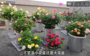 Download Video: 月季爆花的秘密之——花盆篇