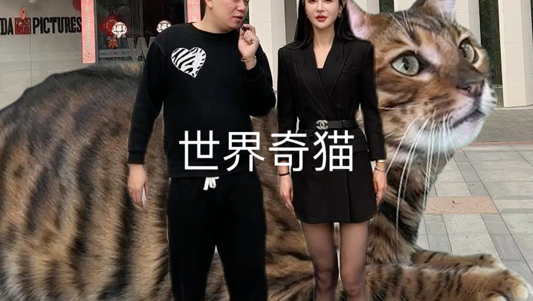 世界上独one无two的猫你见过吗?哔哩哔哩bilibili