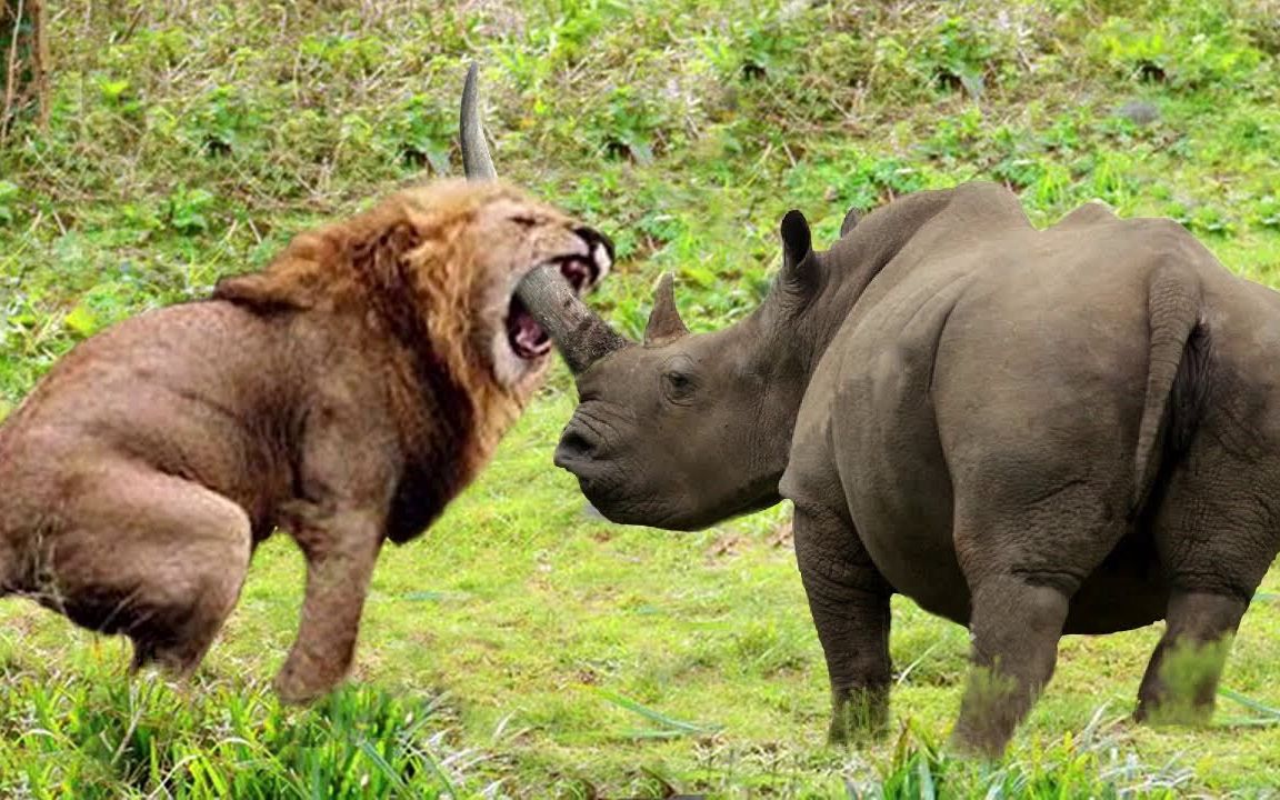 犀牛大战狮子,盘点那些犀牛遭遇战_哔哩哔哩_bilibili
