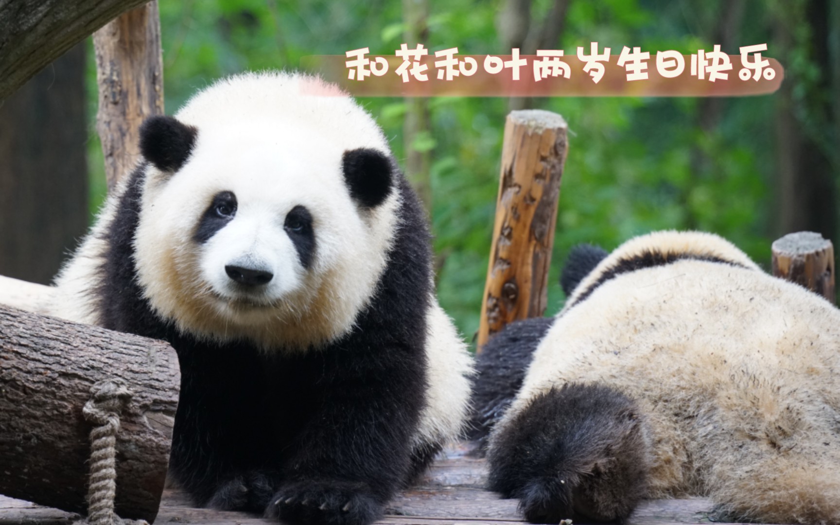 大熊猫和花和叶花花在木架上无聊和叶爬上来陪姐姐非常温馨祝你们2岁