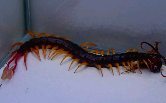 【转】羽毛尾蜈蚣 捕食蟑螂