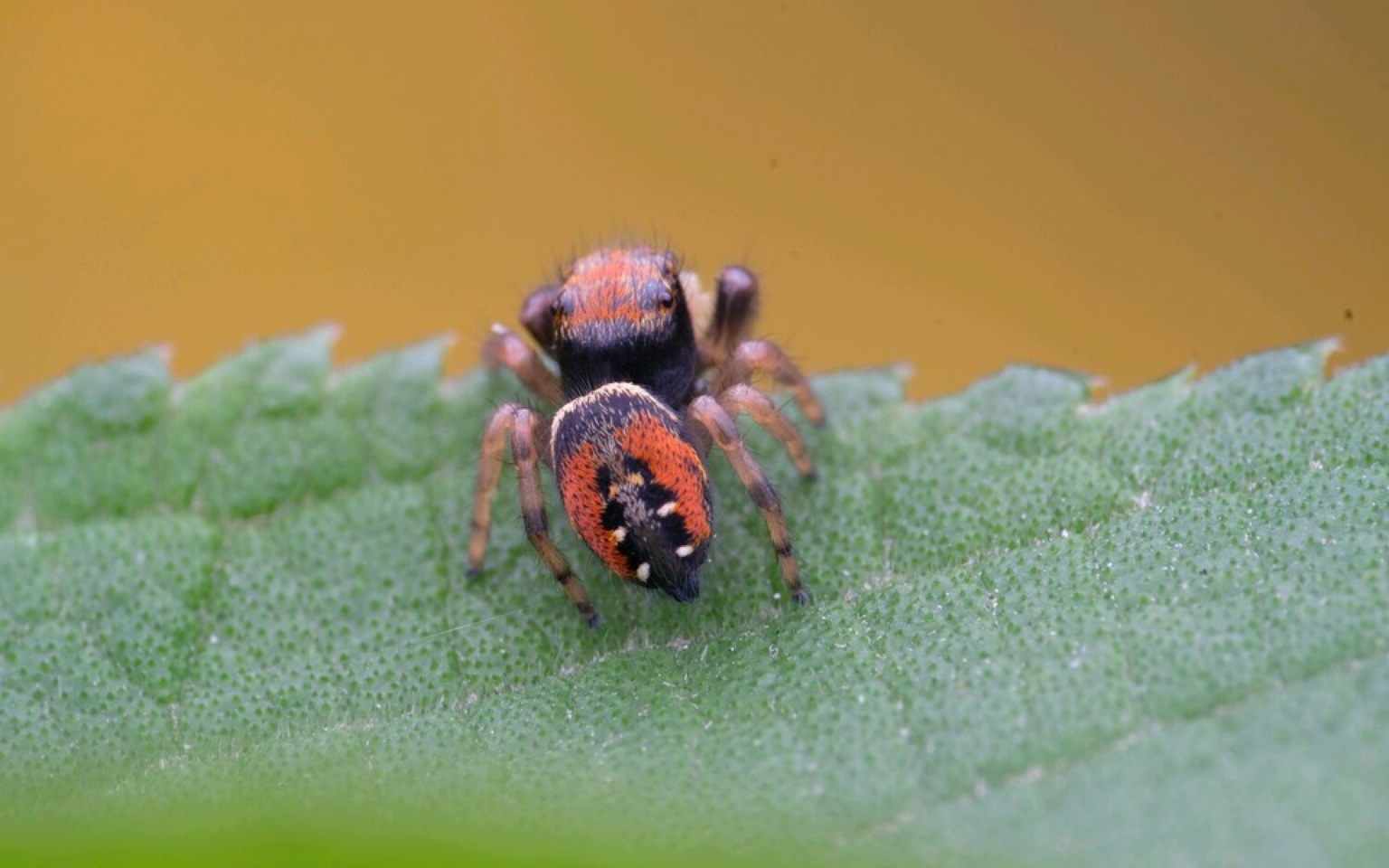 犹他幻彩跳蛛 以小博大 紧张刺激_哔哩哔哩 (゜-゜)つロ 干杯~-bili
