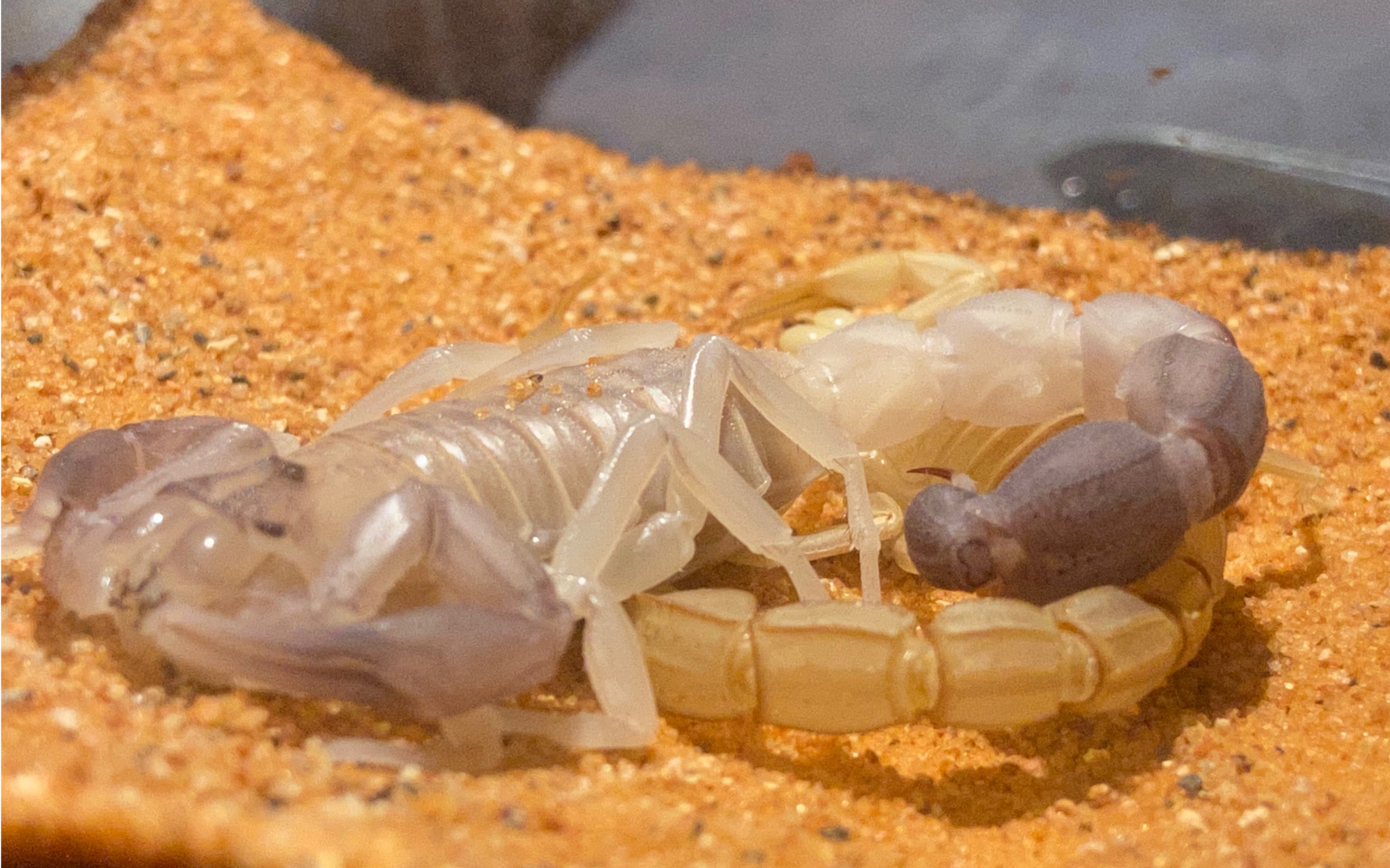 【延时摄影】摩洛哥的黄肥尾蝎异国渡劫 【蜕皮】androctonus