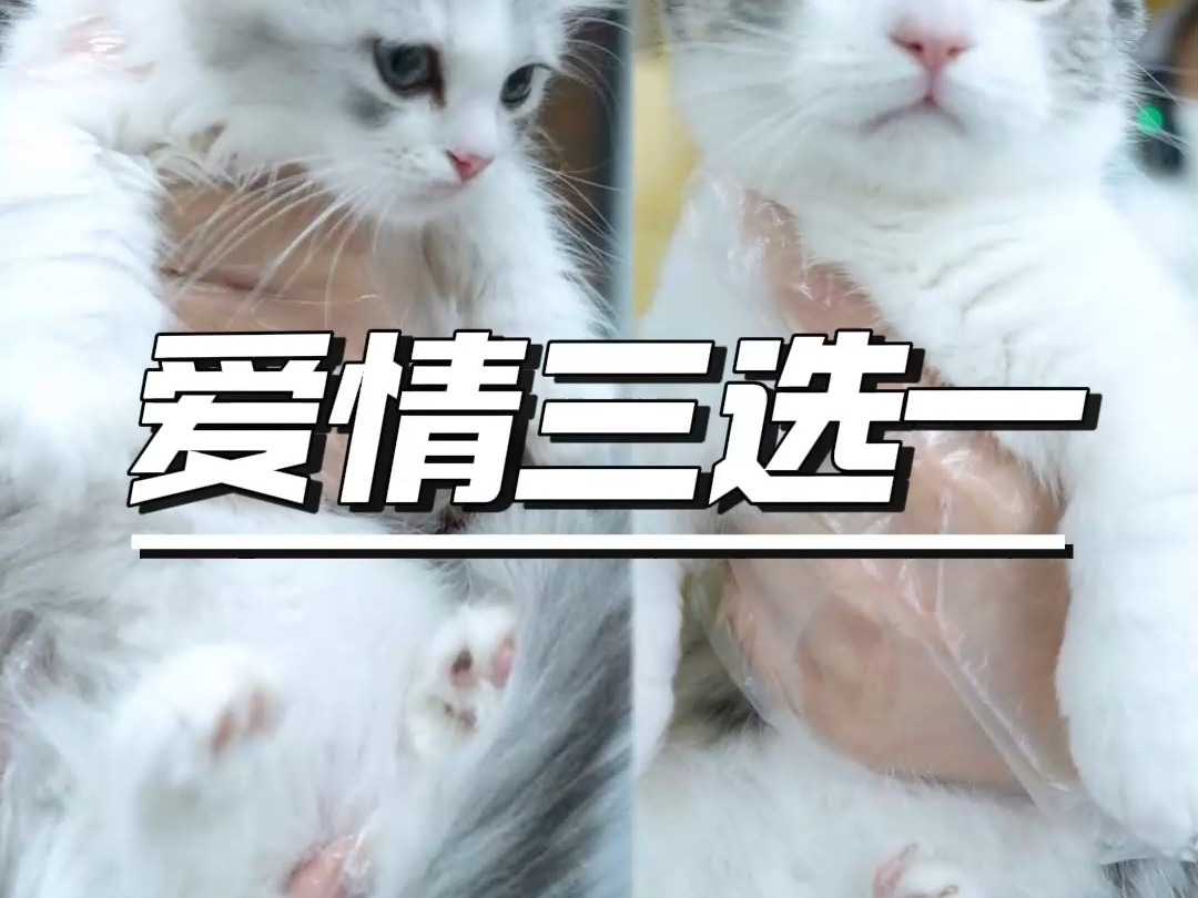 幸福三选一!