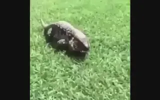 吓人短视频胆小勿入
