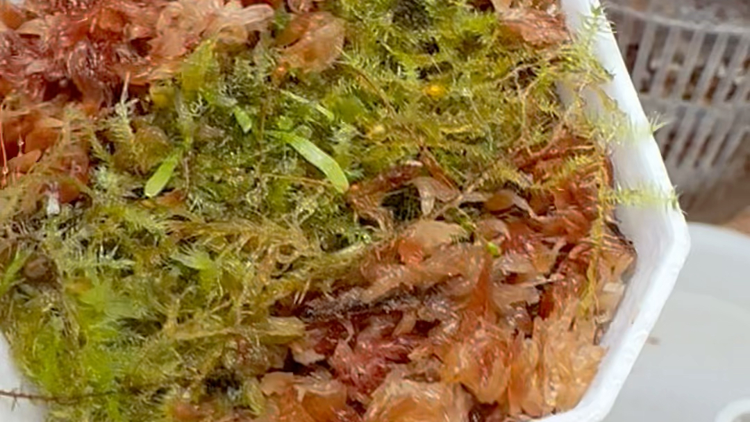 坎贝尔狸藻和曼妮狸藻的记录