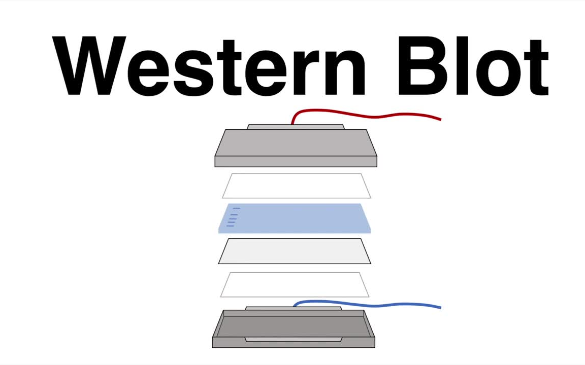 【分子生物学】Western Blot 蛋白质印迹法哔哩哔哩bilibili