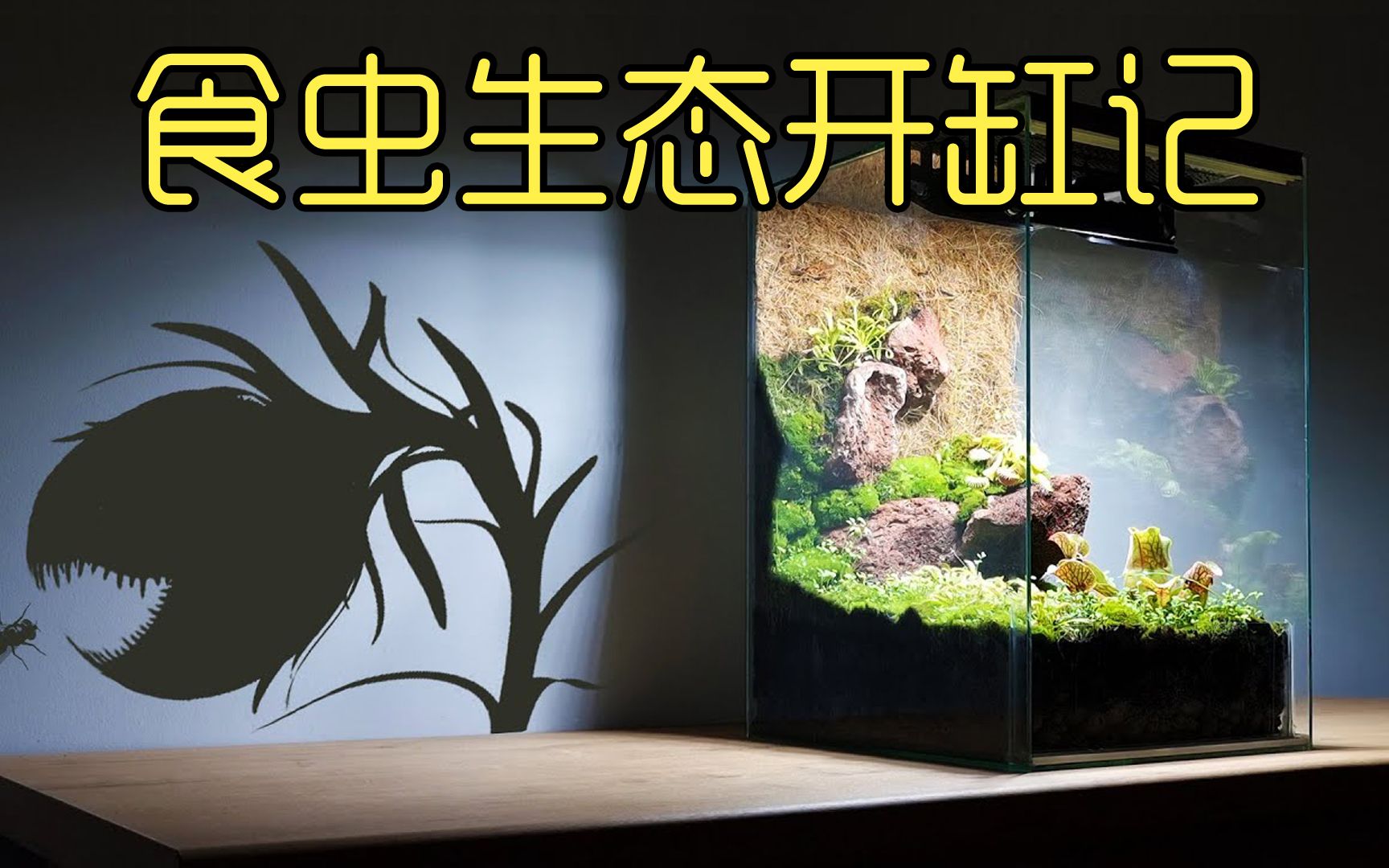 沉浸式打造食虫植物缸,吃动物的植物有点神奇,太好玩太有趣了