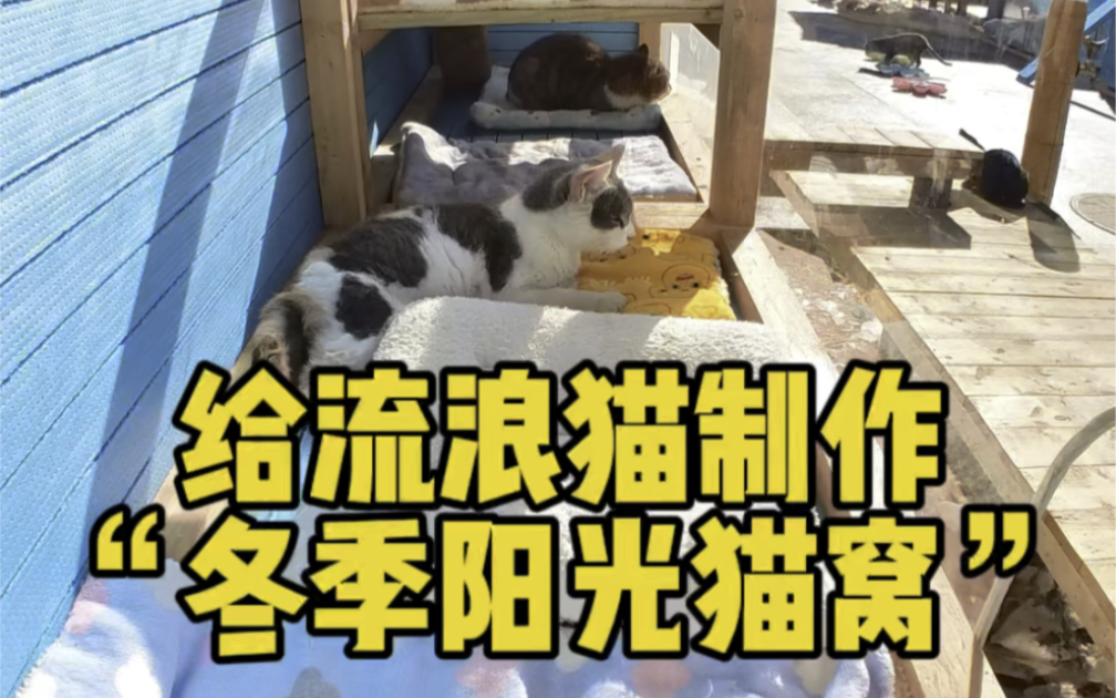 给流浪猫制作“冬季阳光猫窝”之前的小猫窝破败了,整改一下哔哩哔哩bilibili