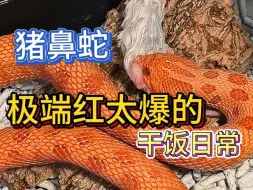 Download Video: 这位极端红猪鼻是你的菜吗？