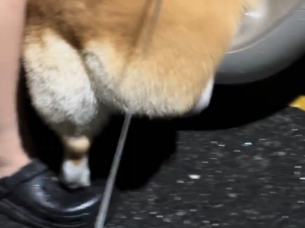 柯基：今天这车我非上不可！！