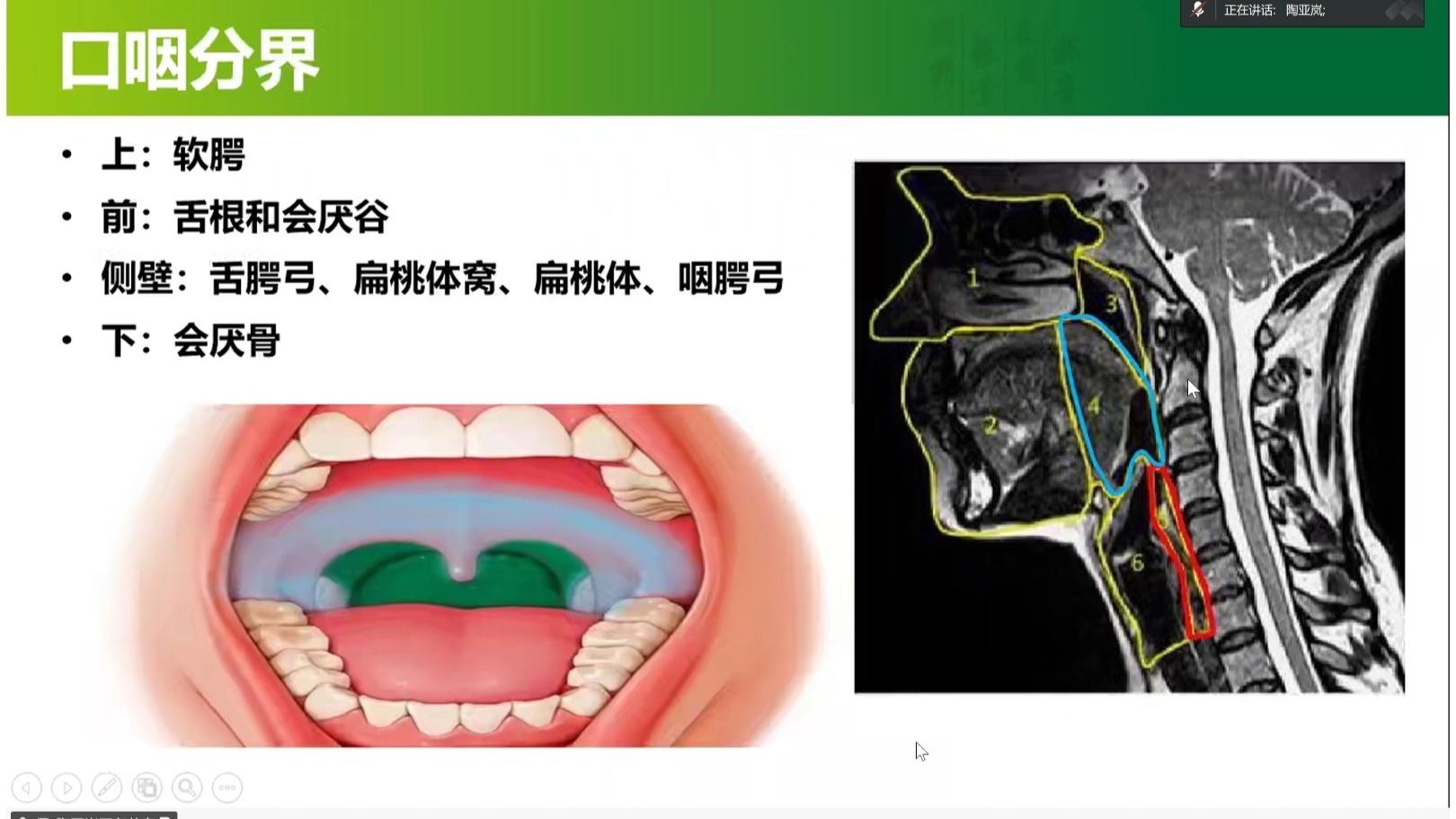 陶老师讲口咽及下咽的解剖超级清晰
