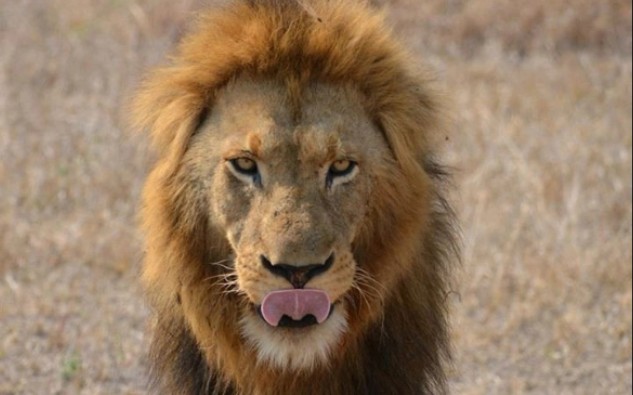 坏男孩联盟t先生封面索罗