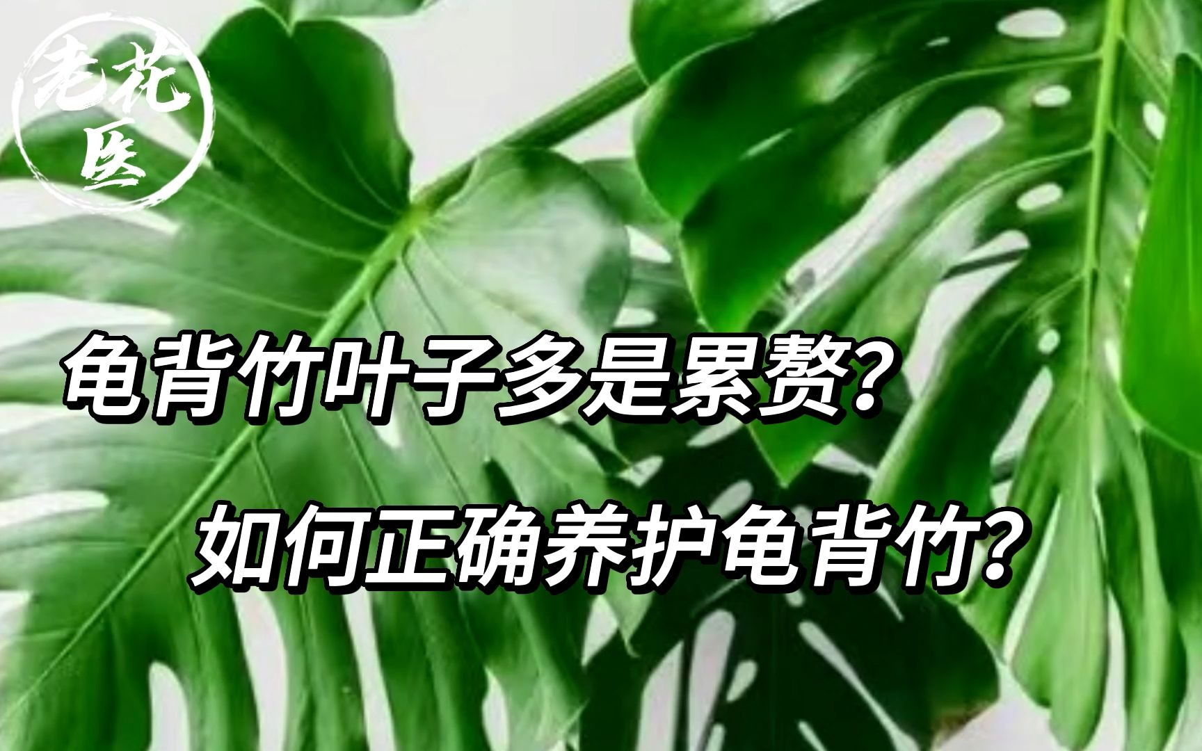 龟背竹叶子多是累赘?如何正确养护龟背竹?哔哩哔哩bilibili