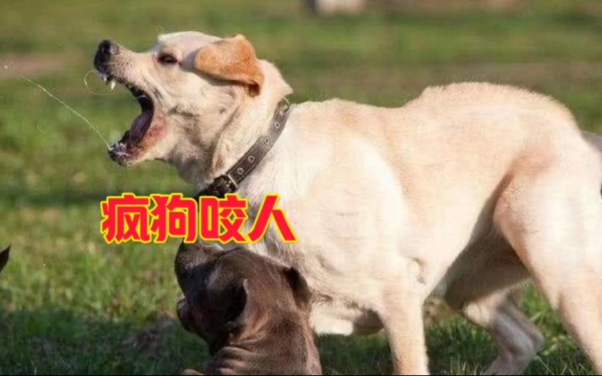 恶犬袭击孩子,孩子大声驱赶.但疯狗还是不依不饶.