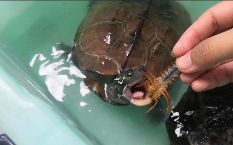 没有人能拒绝小废虾包括龟龟