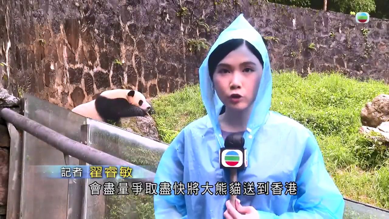 香港特首参观都江堰大熊猫基地【TVB News搬运】哔哩哔哩bilibili