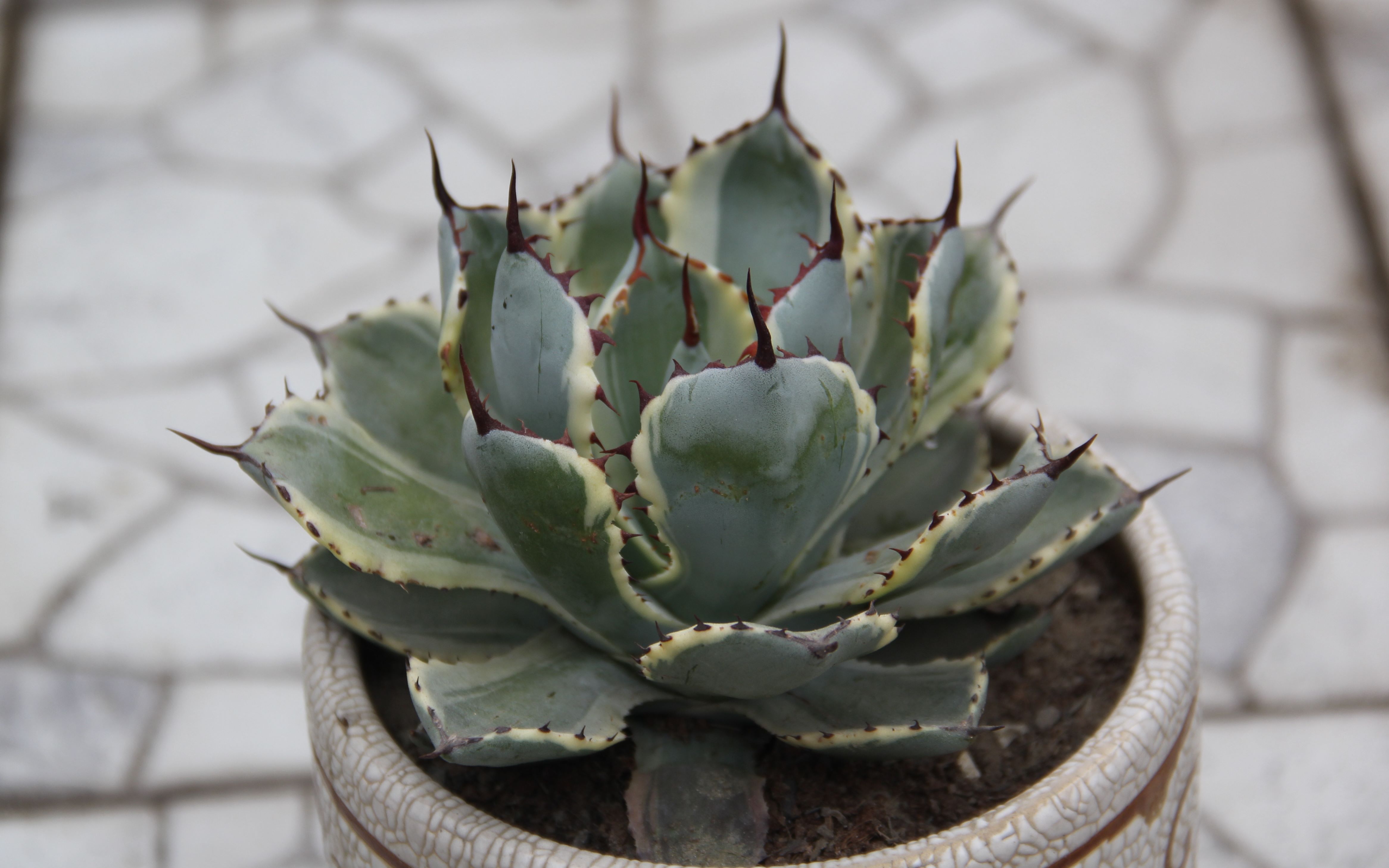 大猫多肉:吉祥冠锦_哔哩哔哩 (゜-゜)つロ 干杯~-bilibili