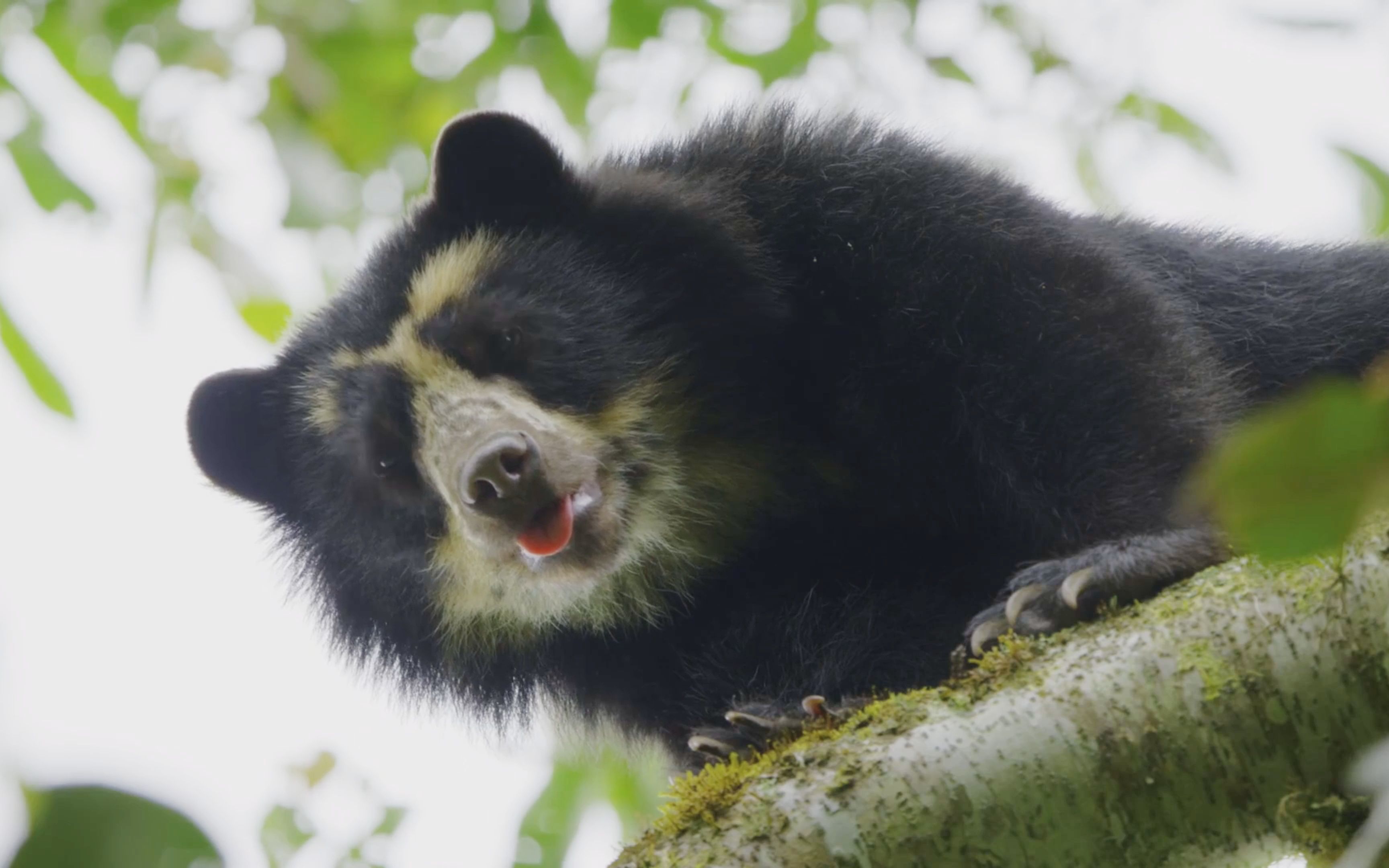 眼镜熊的用餐时间,站在30米高的树上,无所畏惧