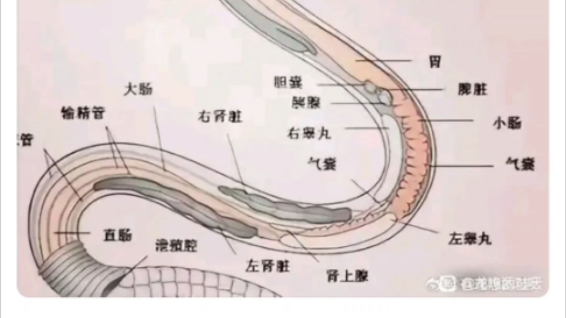 梦见别人打蛇（梦见别人打蛇血溅在自己身上） 梦见别人打蛇（梦见别人打蛇血溅在本身
身上） 卜算大全