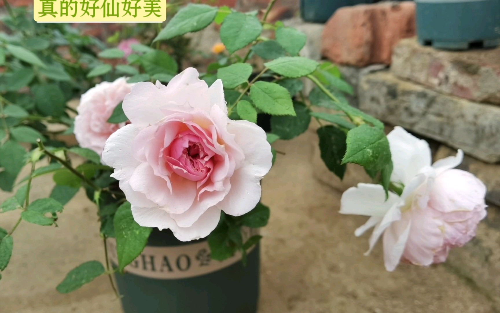 广西南宁新手养了五个月的威基伍德月季,真的对这这粉白的花朵毫无