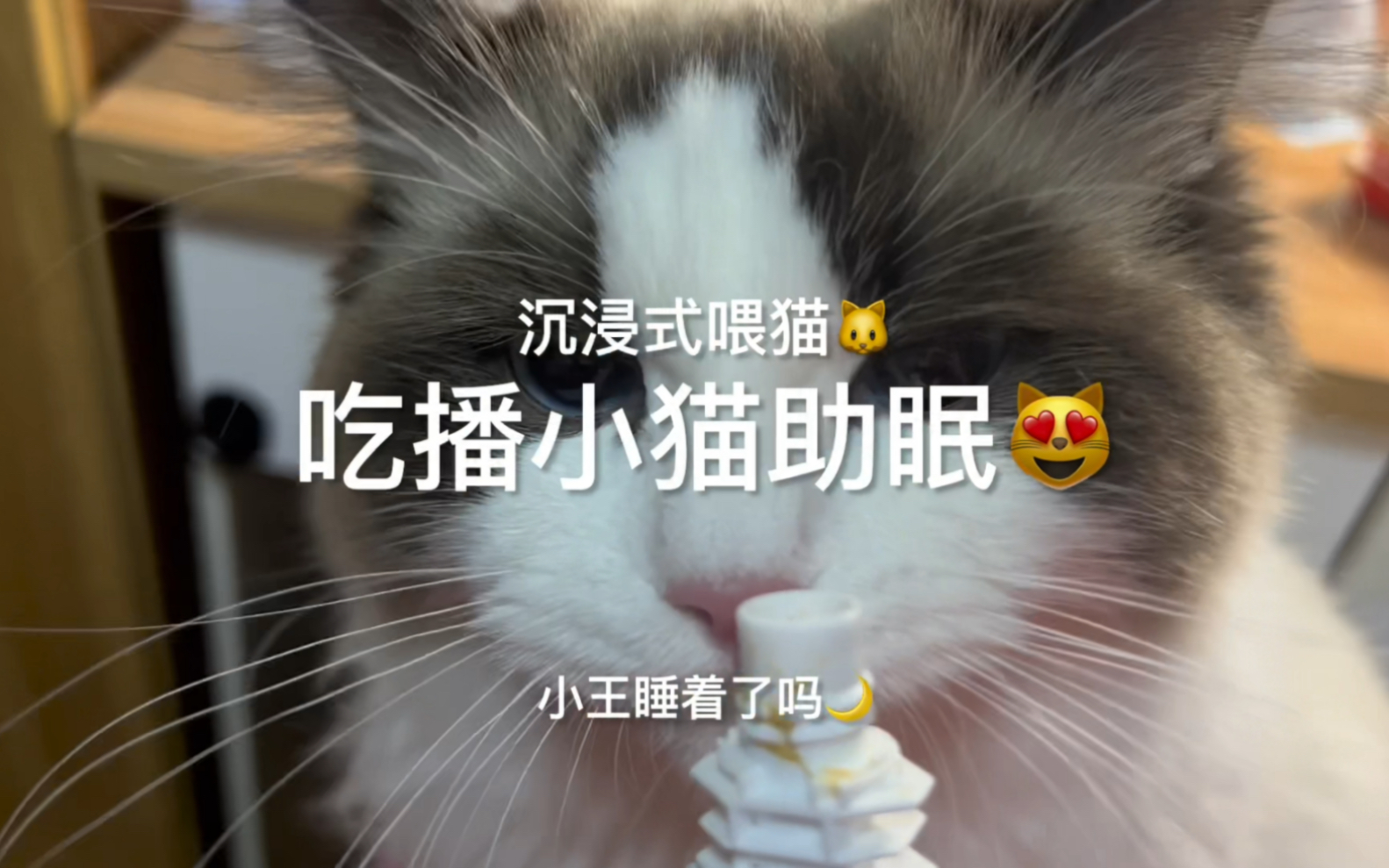 助眠|小猫吃播声音哔哩哔哩bilibili