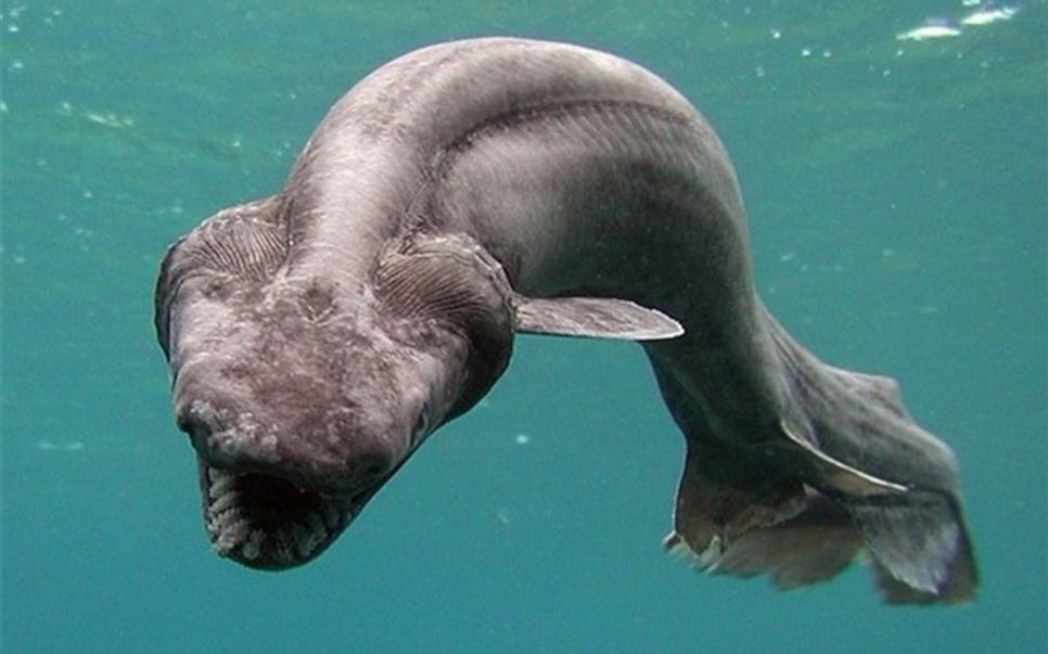 活化石皱鳃鲨凶猛的捕食者令鲨鱼都害怕