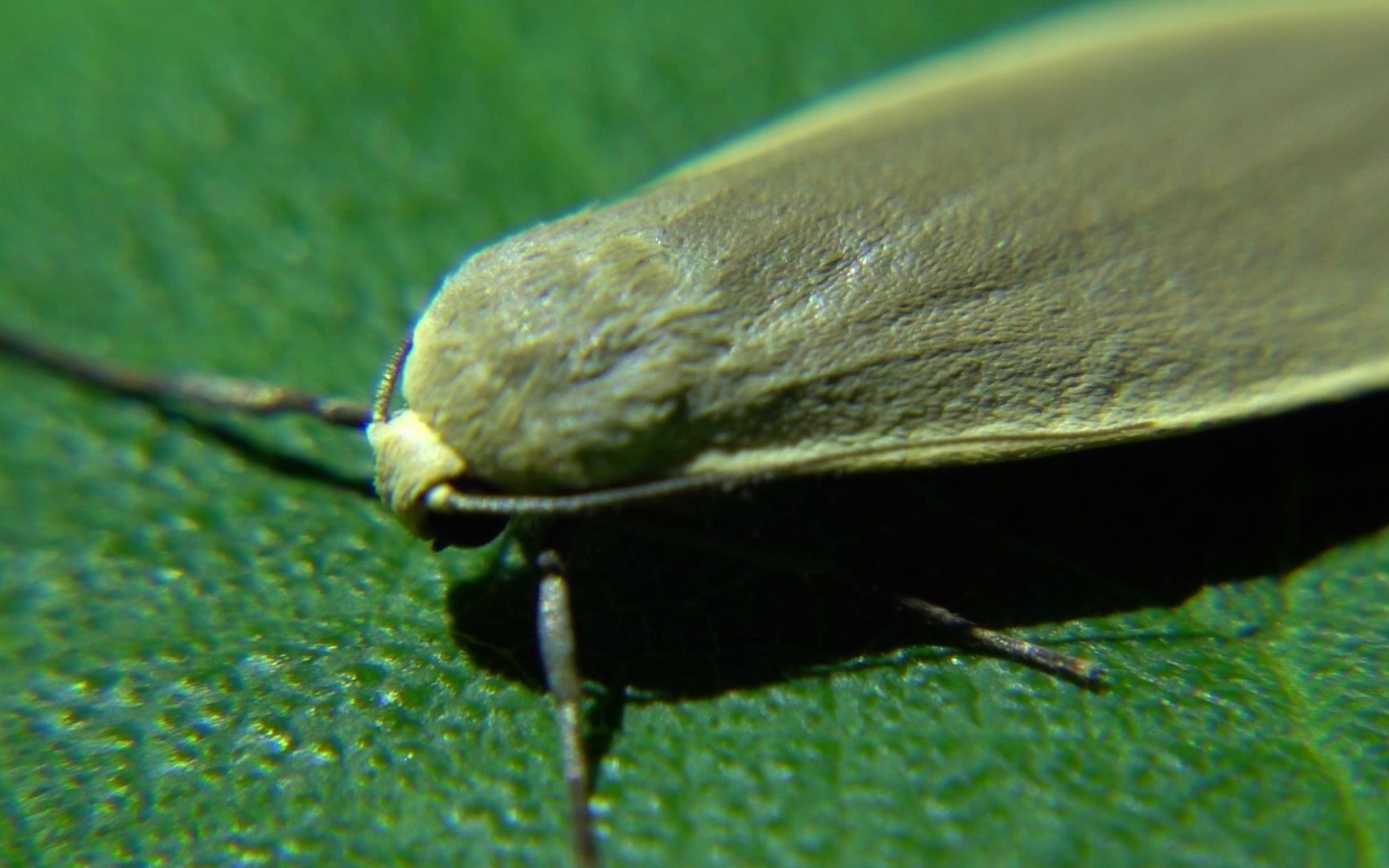 【生物记录/灯蛾】土苔蛾