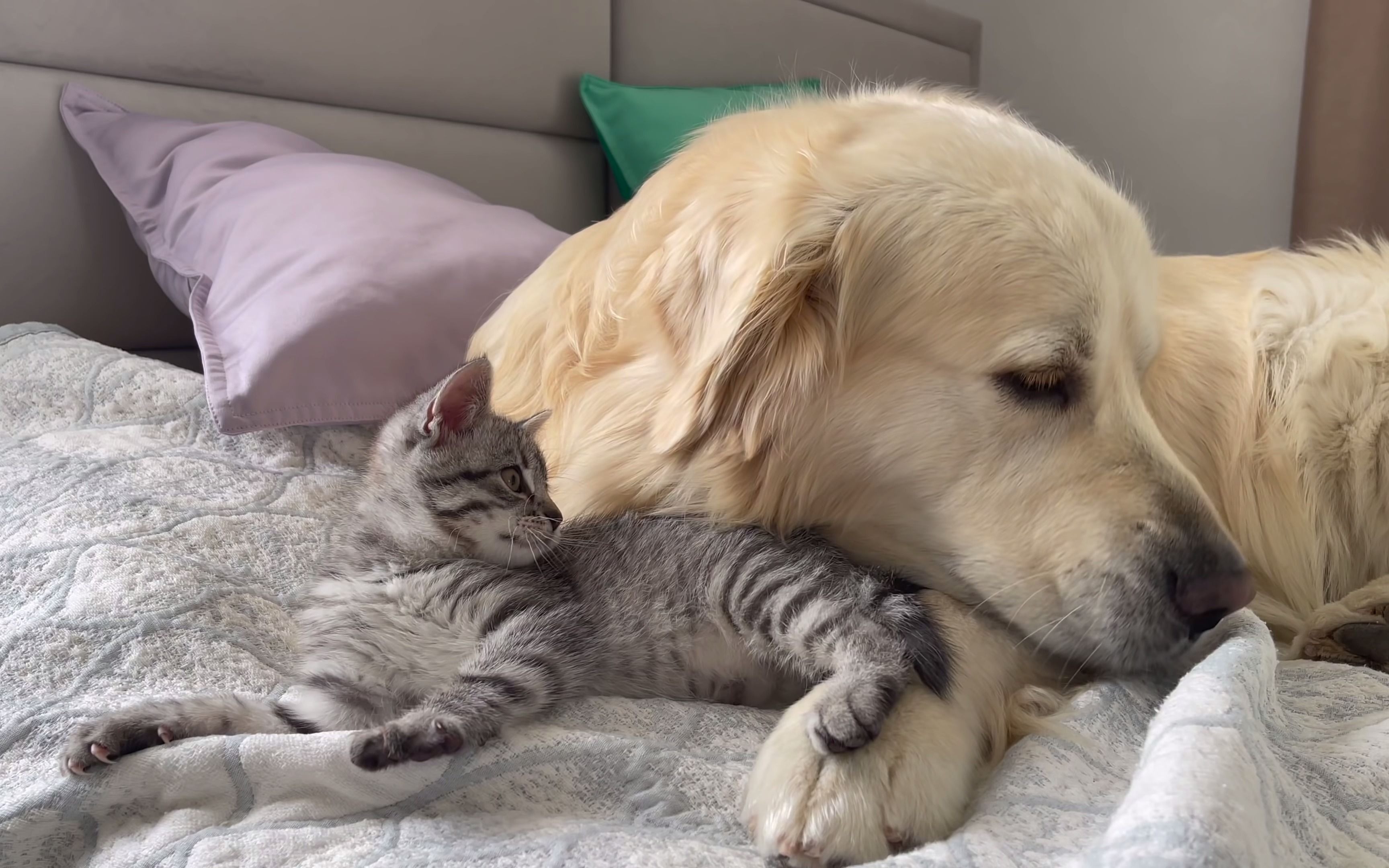 狗爸和小奶猫的安逸生活_哔哩哔哩_bilibili