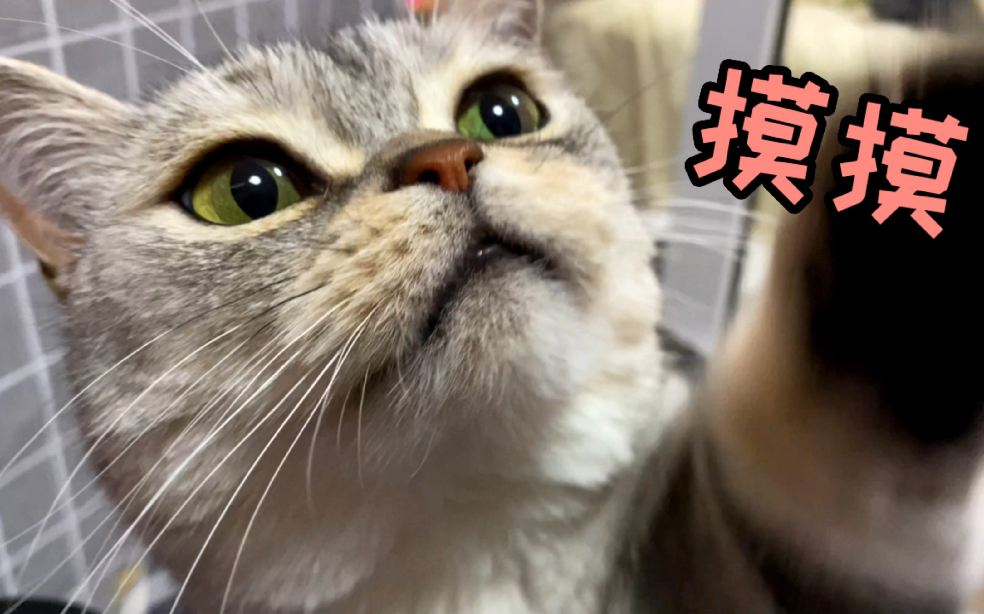 小喵子!哼哼唧唧求摸摸!还扒拉我诶!