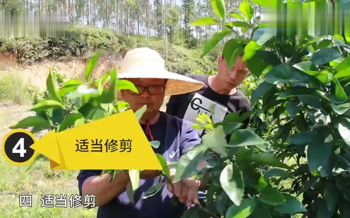 柑橘膨果期需要什么肥料,柑橘果小树弱施什么肥,如何管理哔哩哔哩bilibili