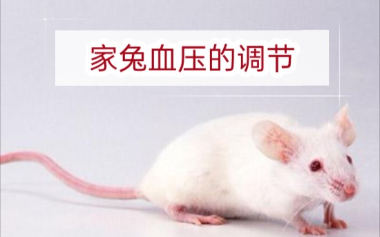 VBL100医学机能虚拟实验室(生理实验室):家兔血压的调节 ❗仅供学习哔哩哔哩bilibili