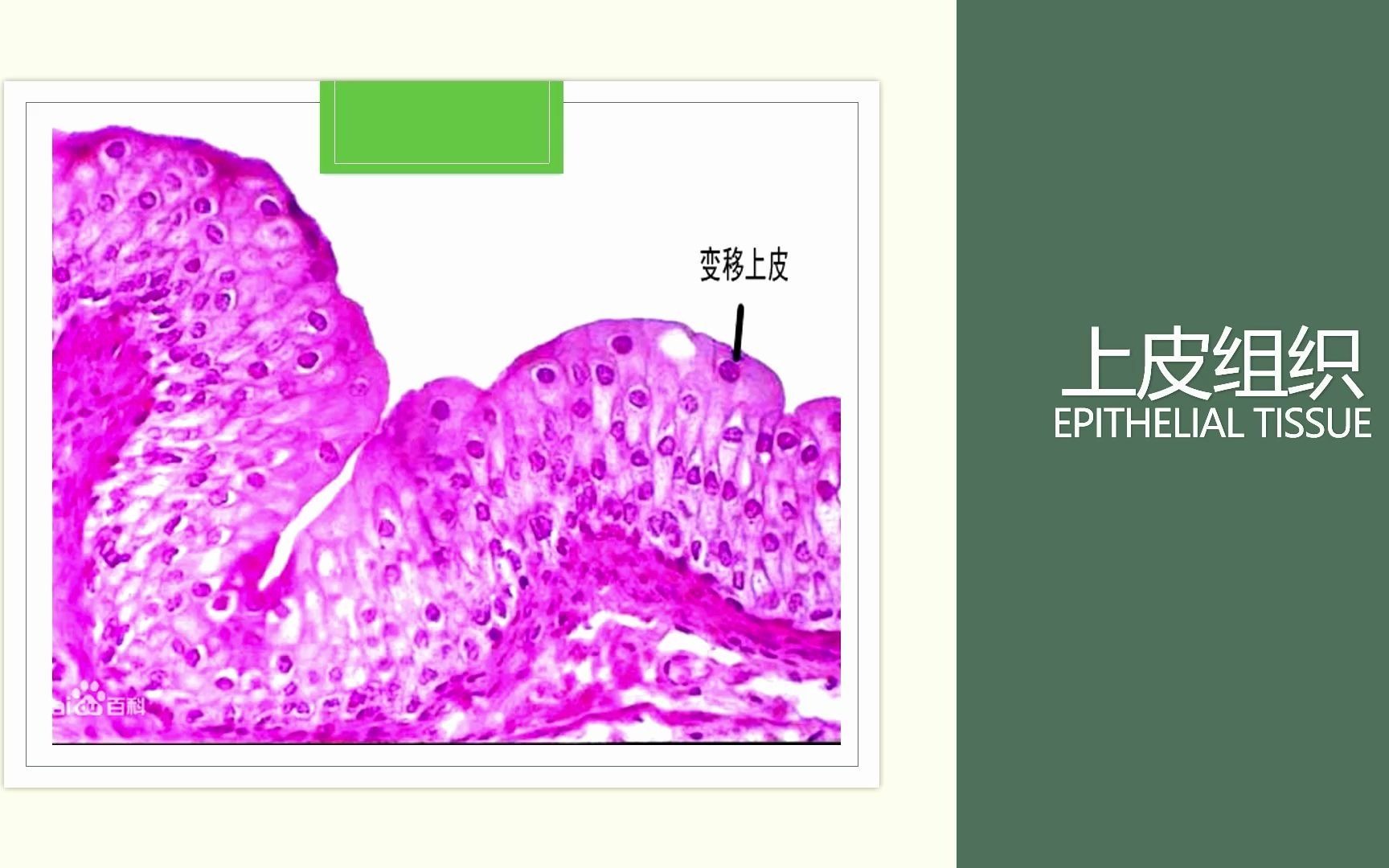 组胚学《上皮组织》PPT讲解哔哩哔哩bilibili
