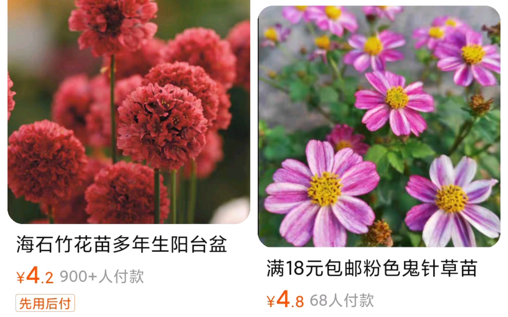 草花花苗店铺推荐4哔哩哔哩bilibili